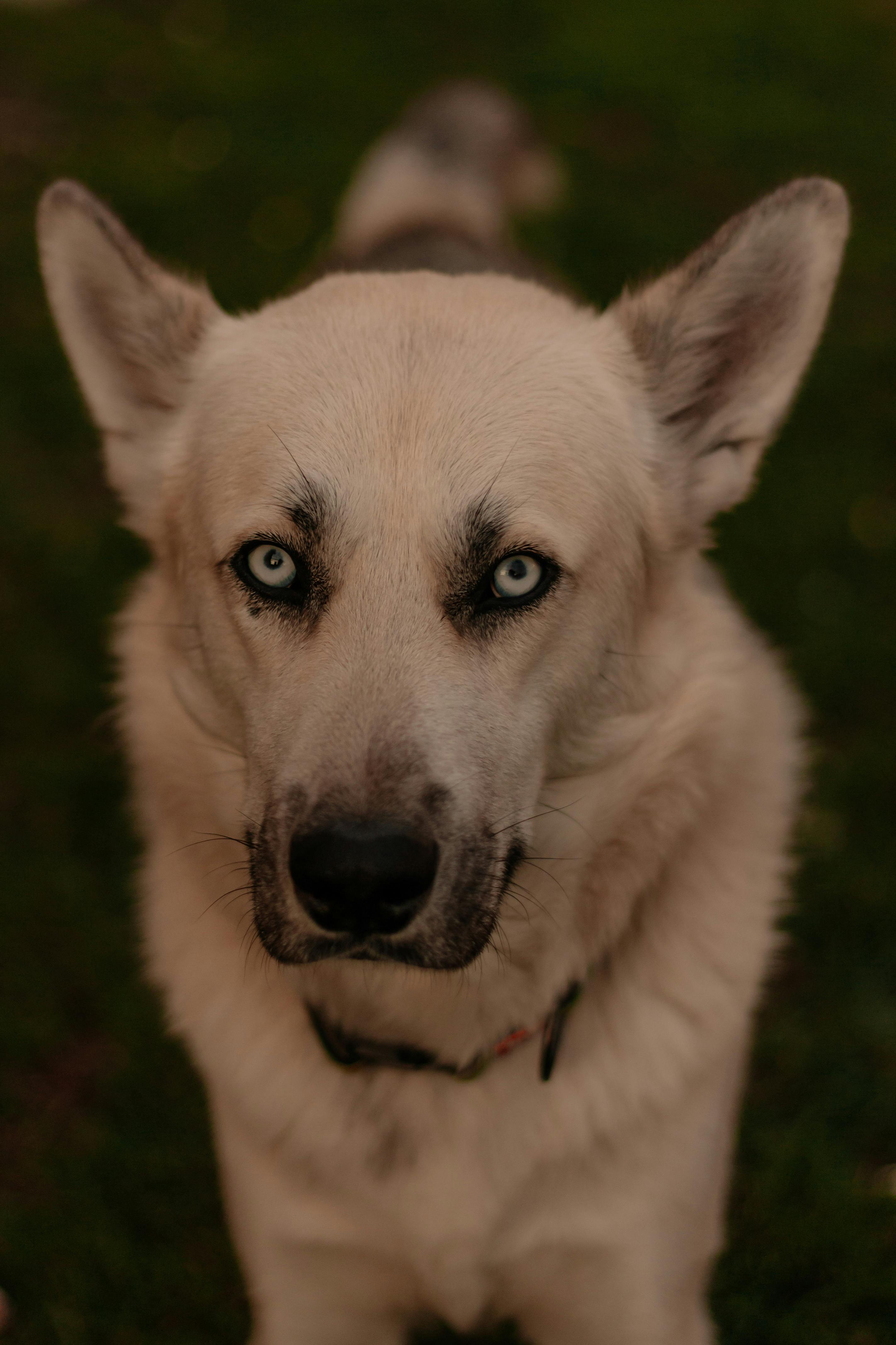 A striking close-up of a white Husky with piercing blue eyes, standing on grass.