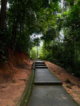 Stairs leading through a dense, green forest, ideal for nature and adventure themes.