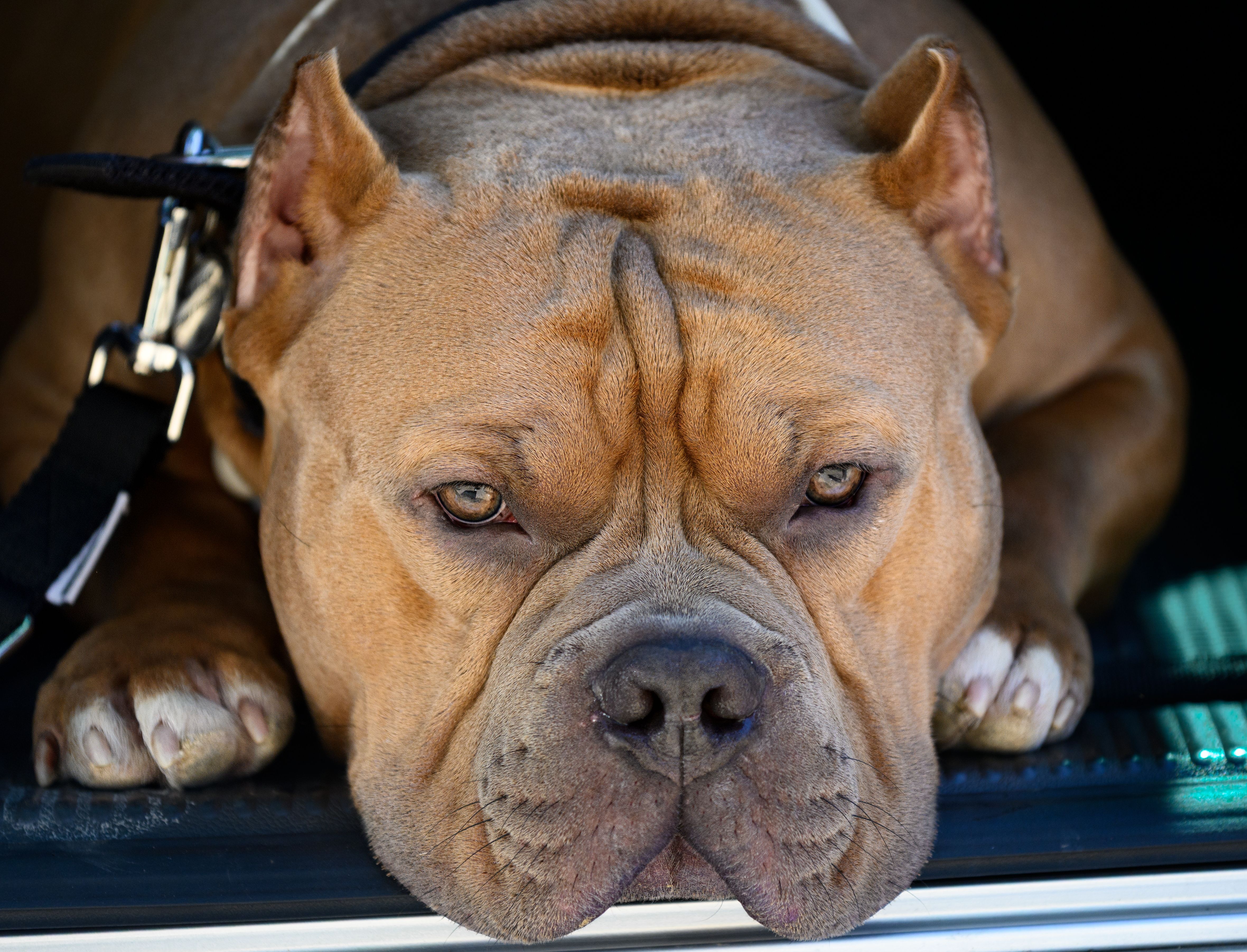 pet technology meaning — Photo by Genadi Yakovlev on Pexels
