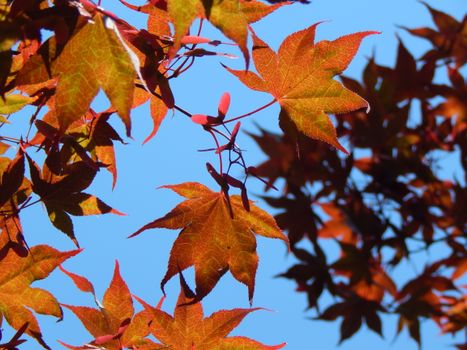 Orange autumn leaves on tree branches against a clear blue sky in Mönchengladbach.