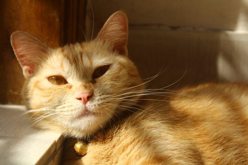 Free A cozy ginger cat basking in warm sunlight with relaxed expression, indoors. Stock Photo