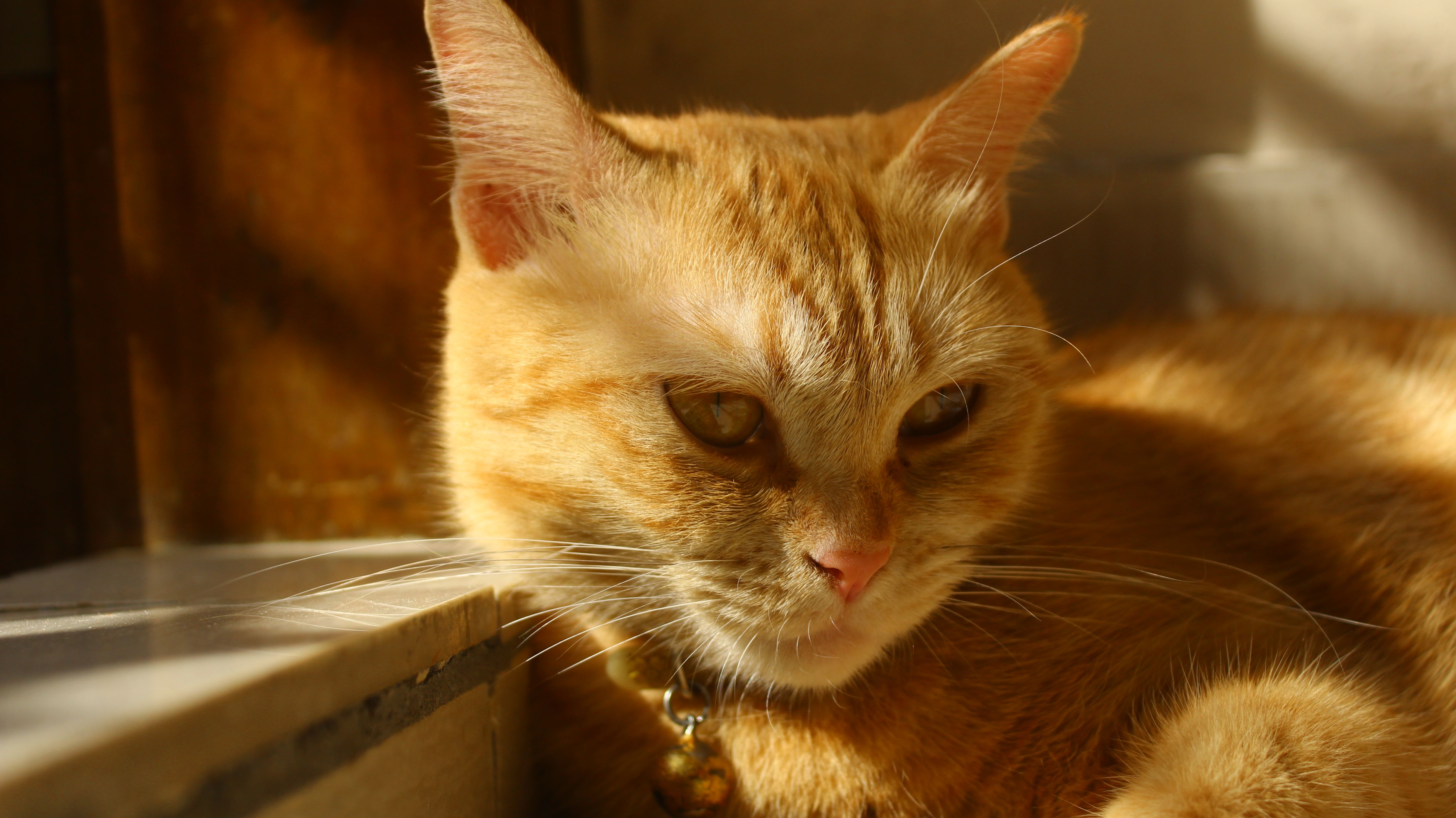 Katze trinkt Wasser frisch kühles Wasser Sommer