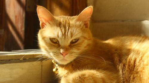Free Warm and cozy ginger tabby cat basking in sunlight indoors. Stock Photo