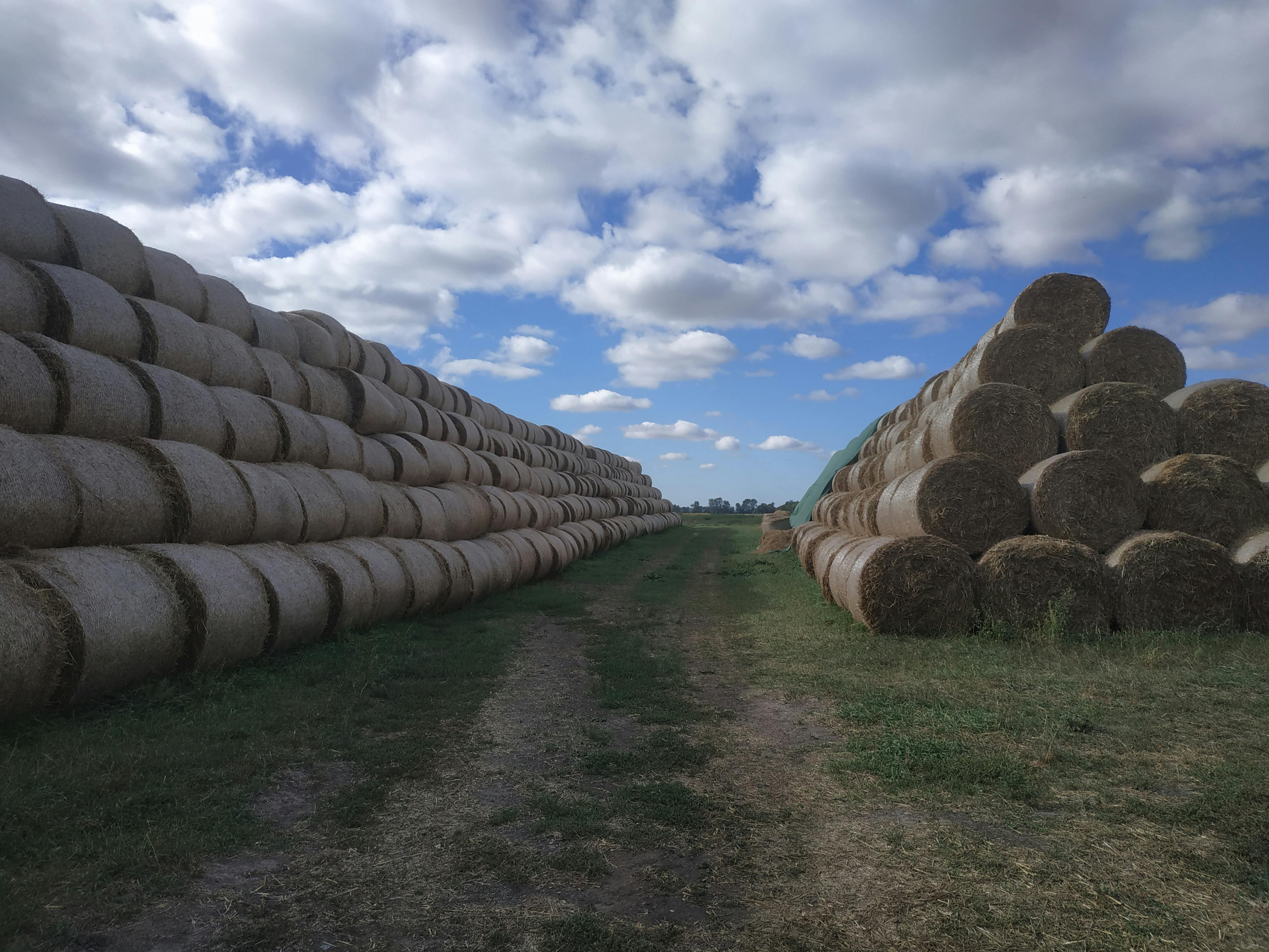 Manejo Agronómico y Procesamiento de Ilex paraguariensis para Producción Sostenible