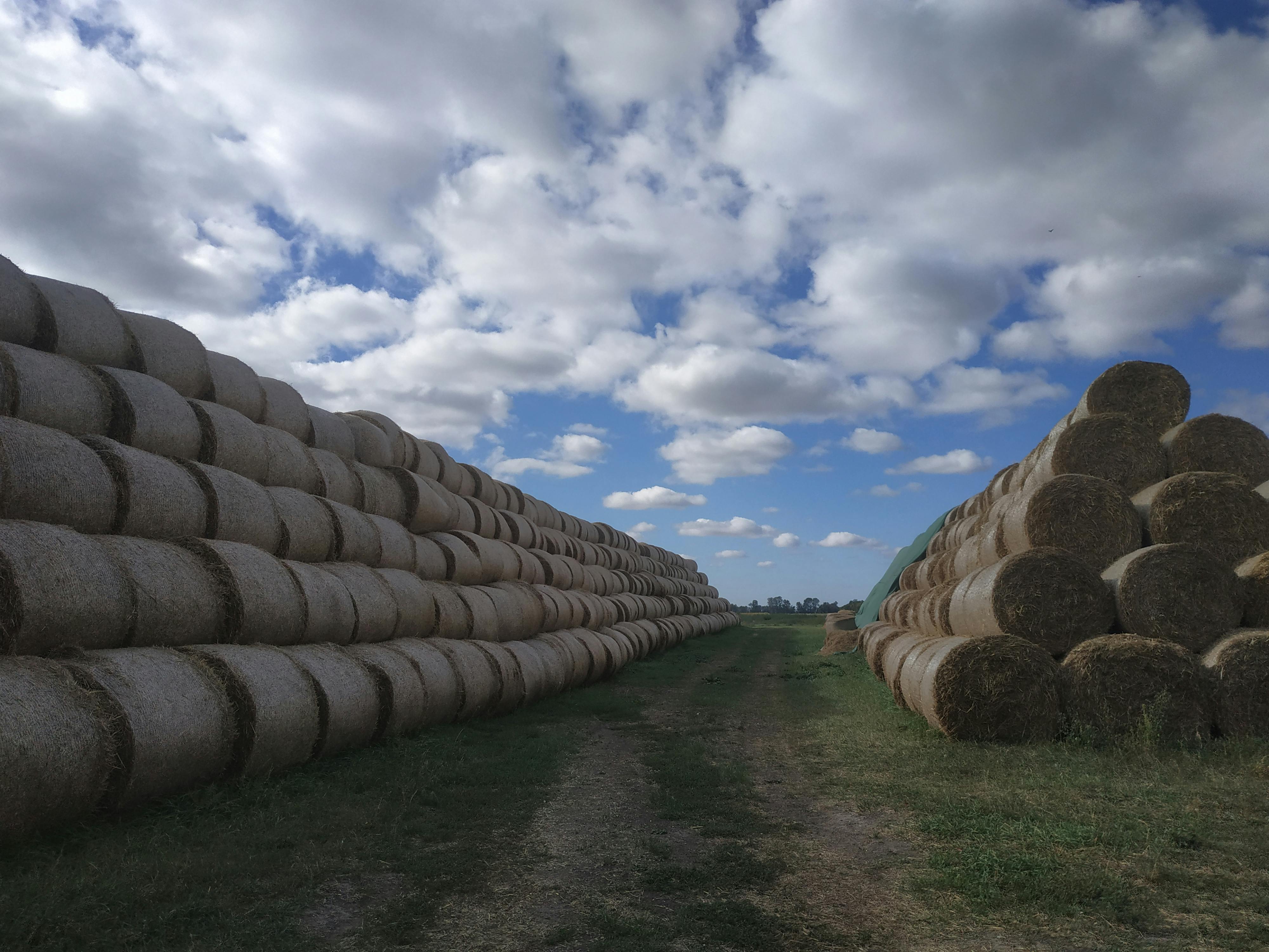 財經：貿易戰影響飼料價格，卻讓中共推廣發酵飼料成為新趨勢