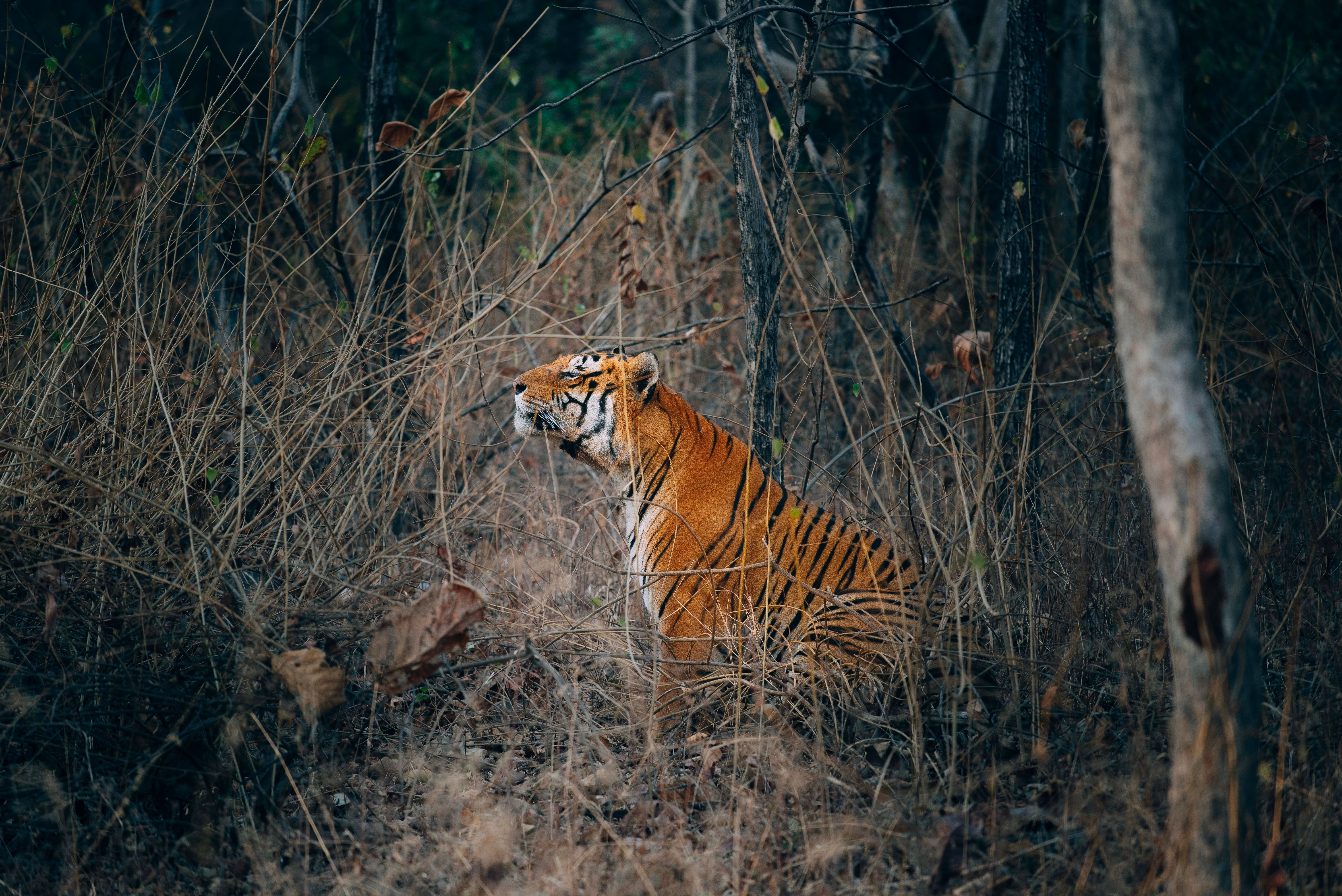 majestic-bengal-tiger-in-natural-habitat-free-stock-photo