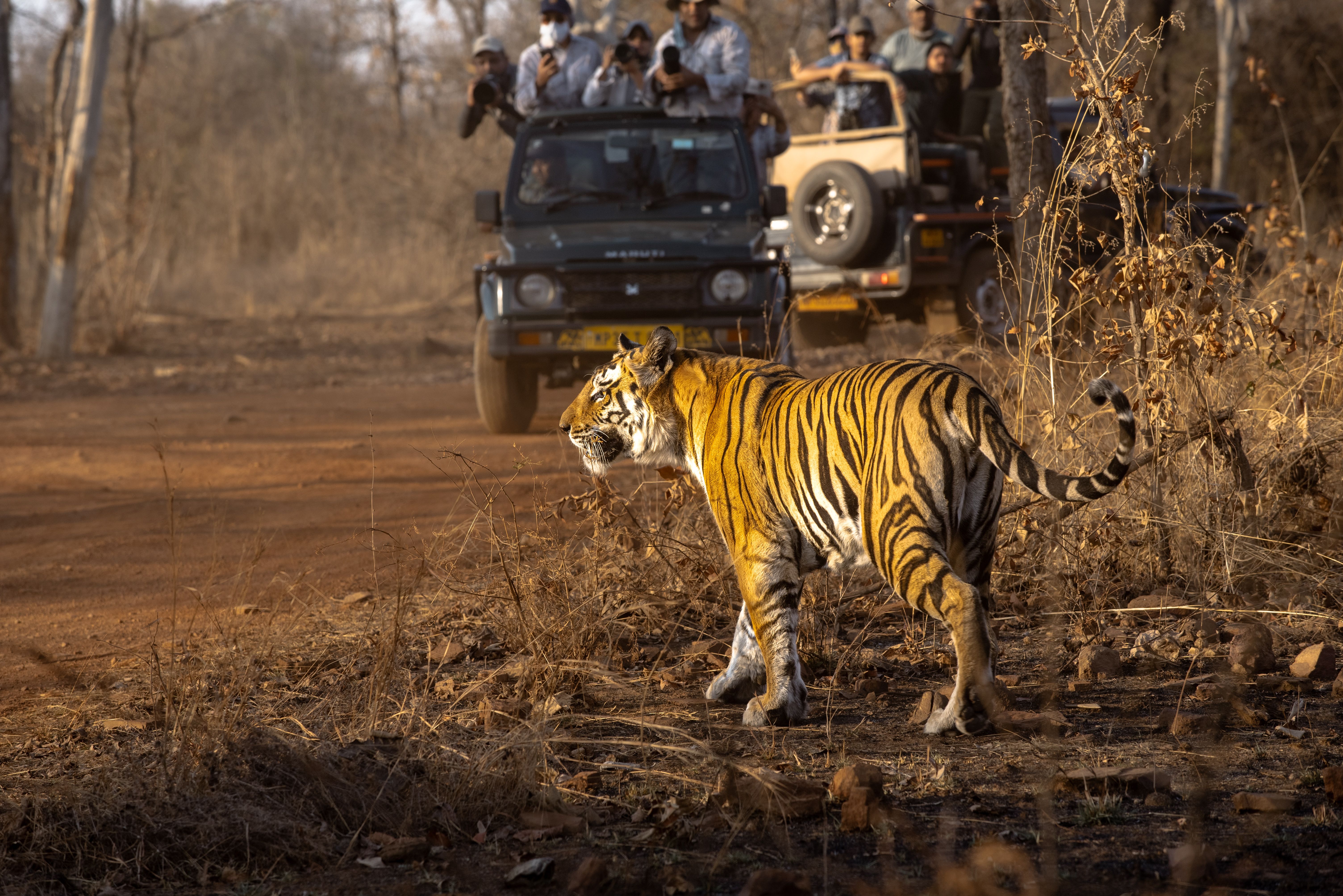 Jeep safari in forest
