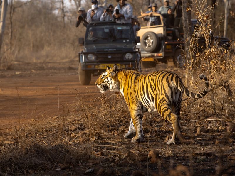 The Big Cat Weekend Escape tour package with jeep safari at Tadoba