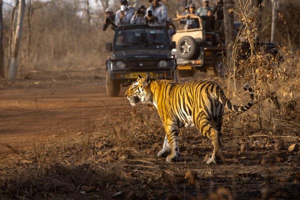 City Highlights Tour in TADOBA TIGER SAFARI