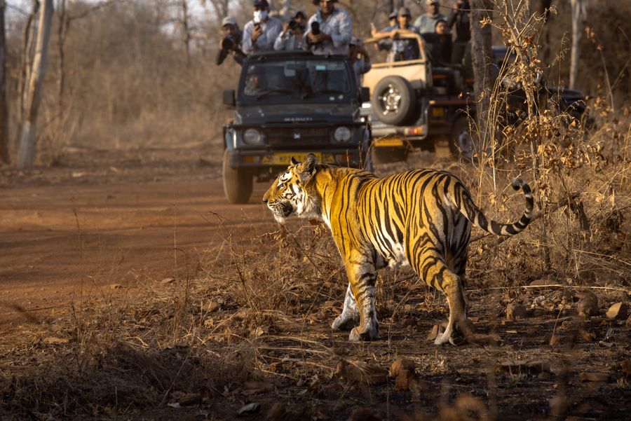Safaris & Vacation Packages framing perspective 3