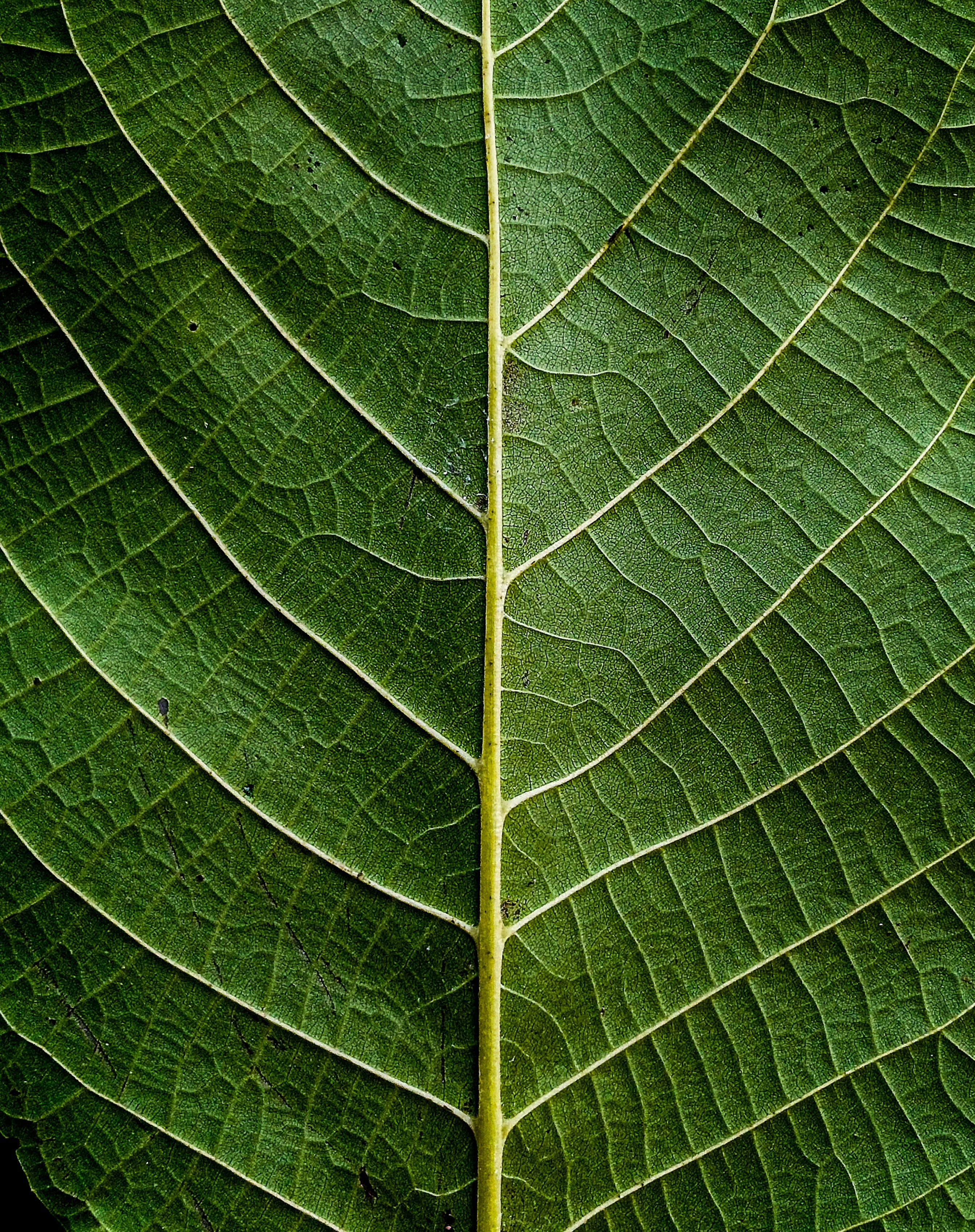 Green Flat Oblong Leaf Plant on Close Up Photography · Free Stock Photo