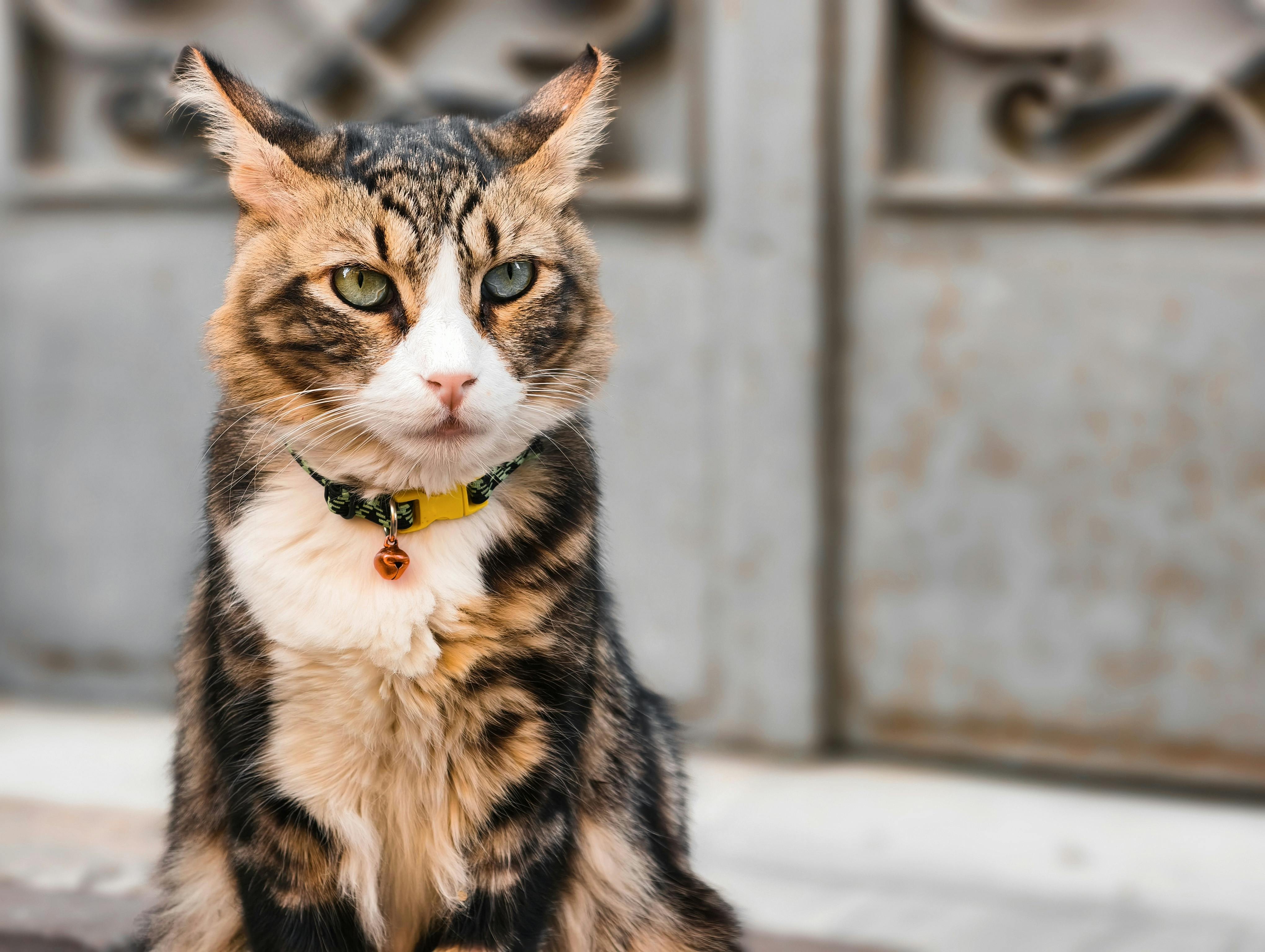 Choosing the Right Collar-Free Solution for Your Cat's Lifestyle