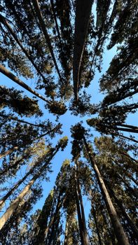 Looking up at towering trees against a clear blue sky, showcasing nature's grandeur.