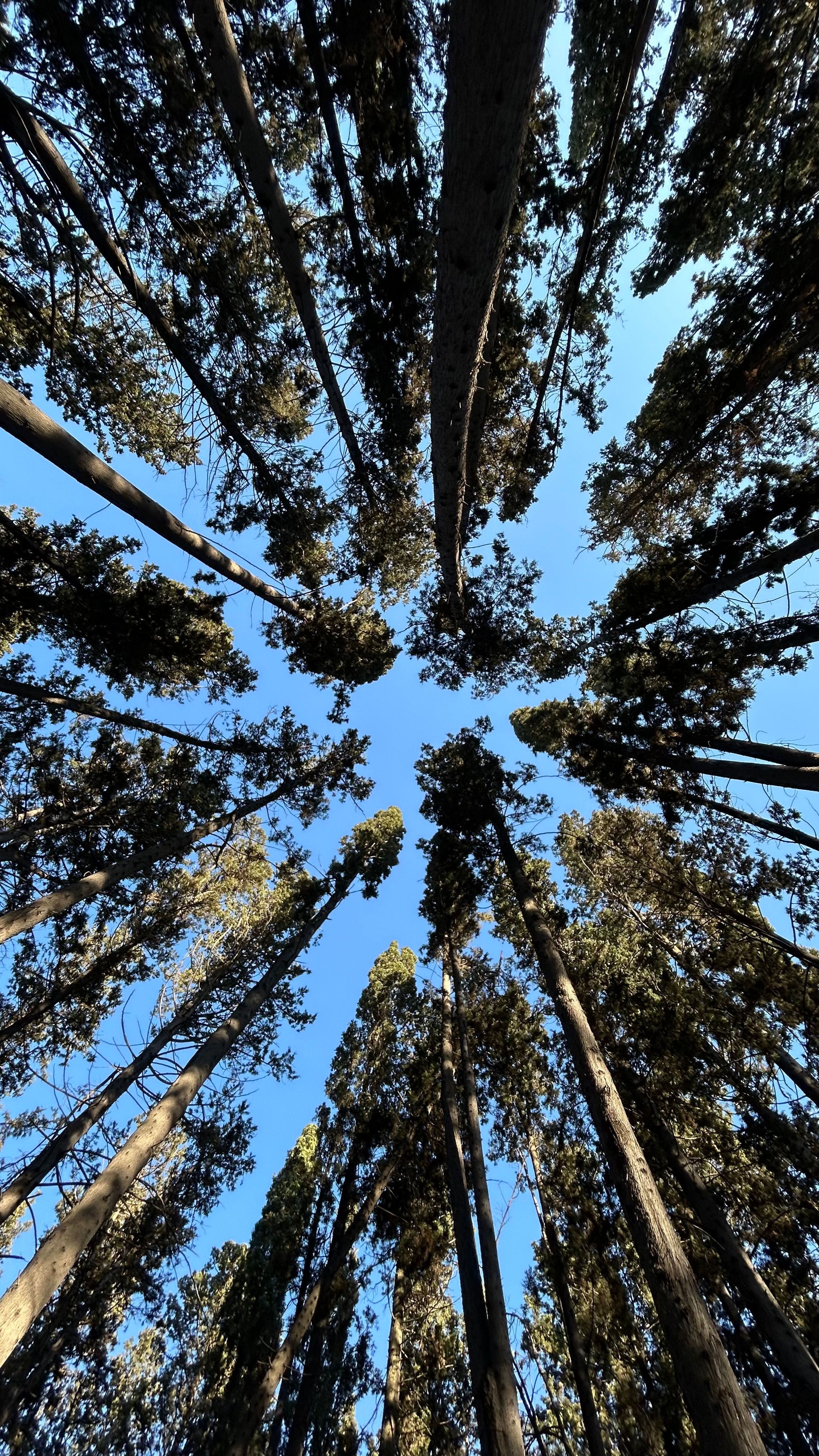 Dramatic View Up Through Towering Forest Trees · Free Stock Photo