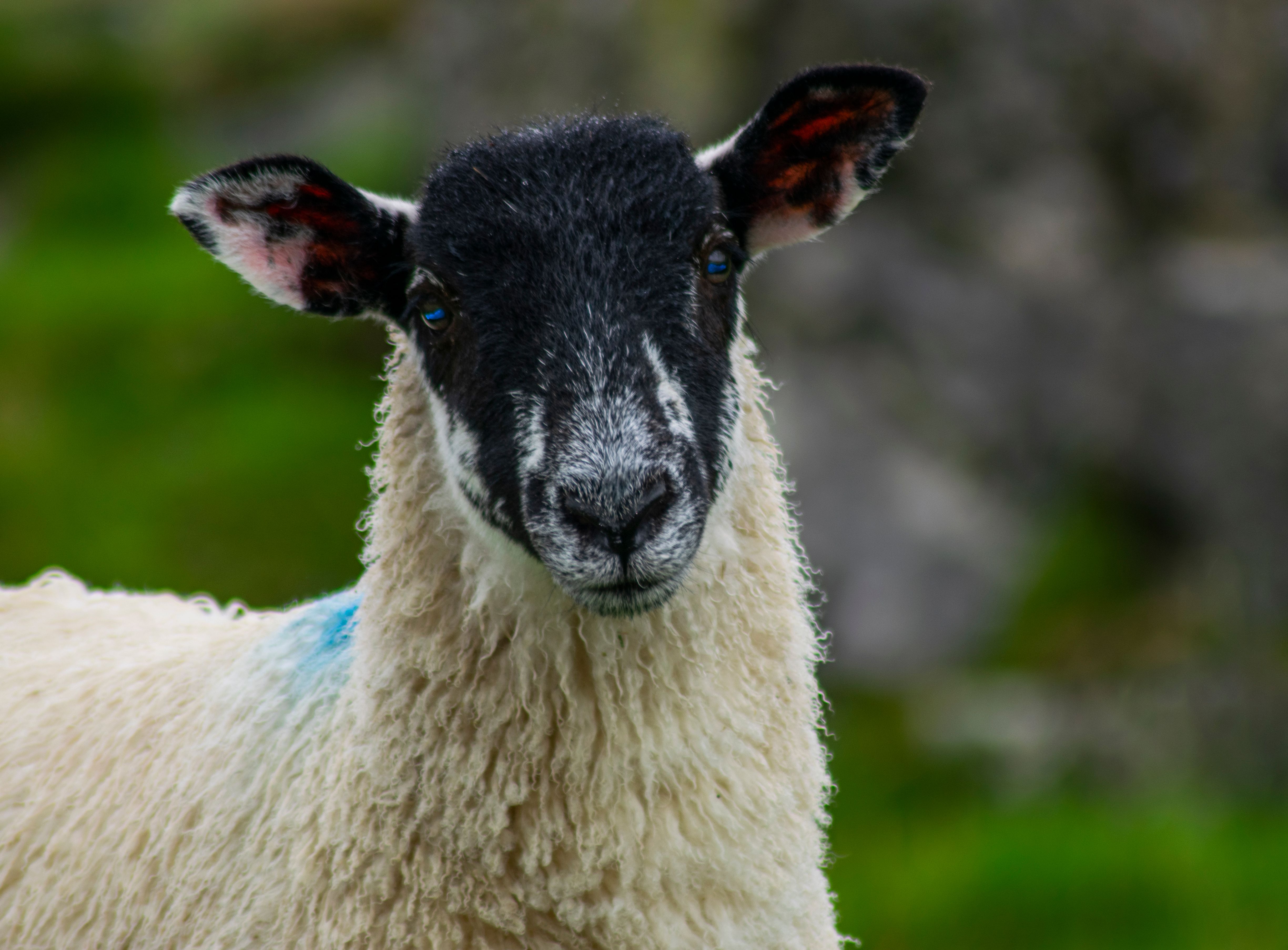 Portrait of a sheep at a veterinary clinic