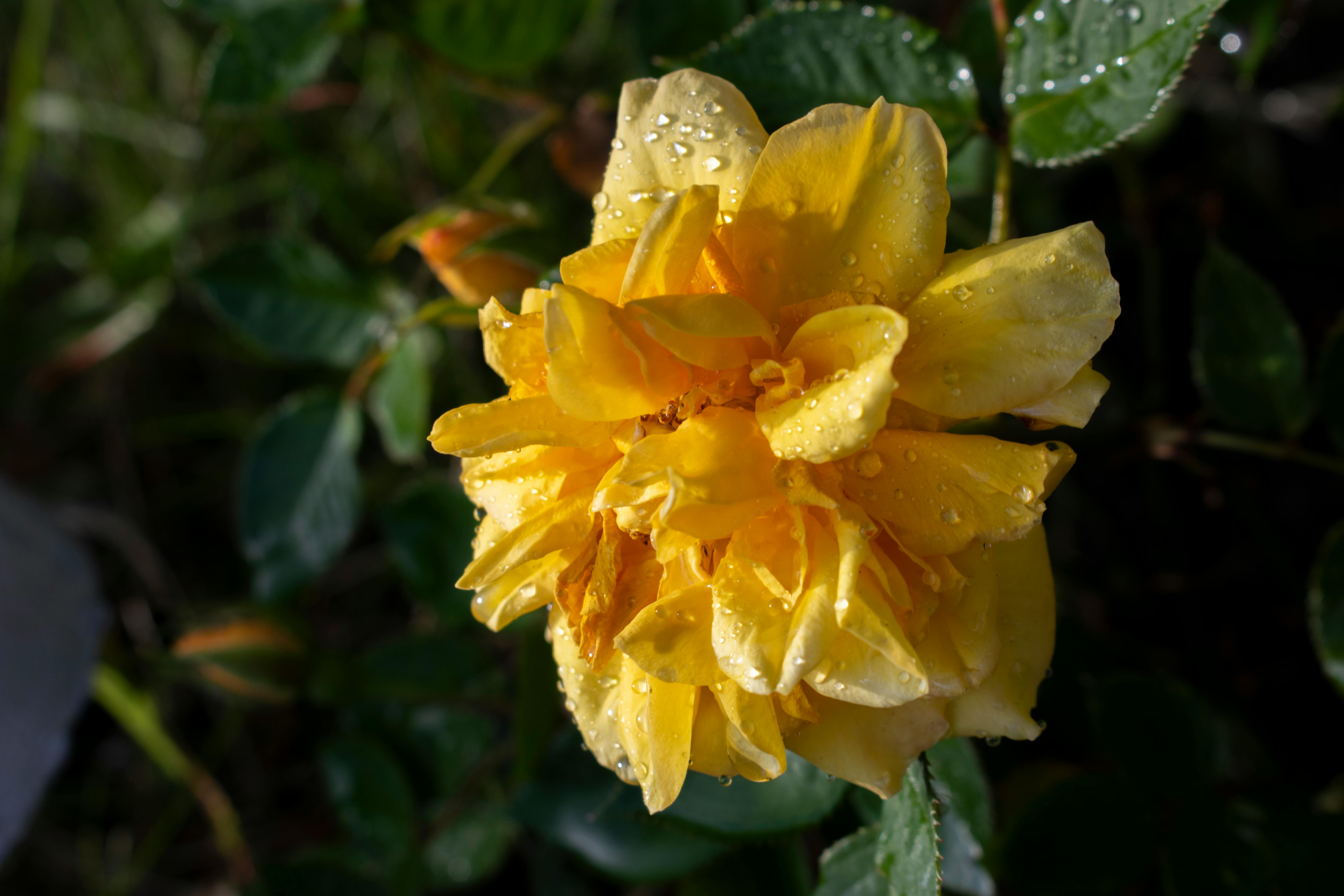 Symbolic Language of Flowers: Unlock the Hidden Meanings