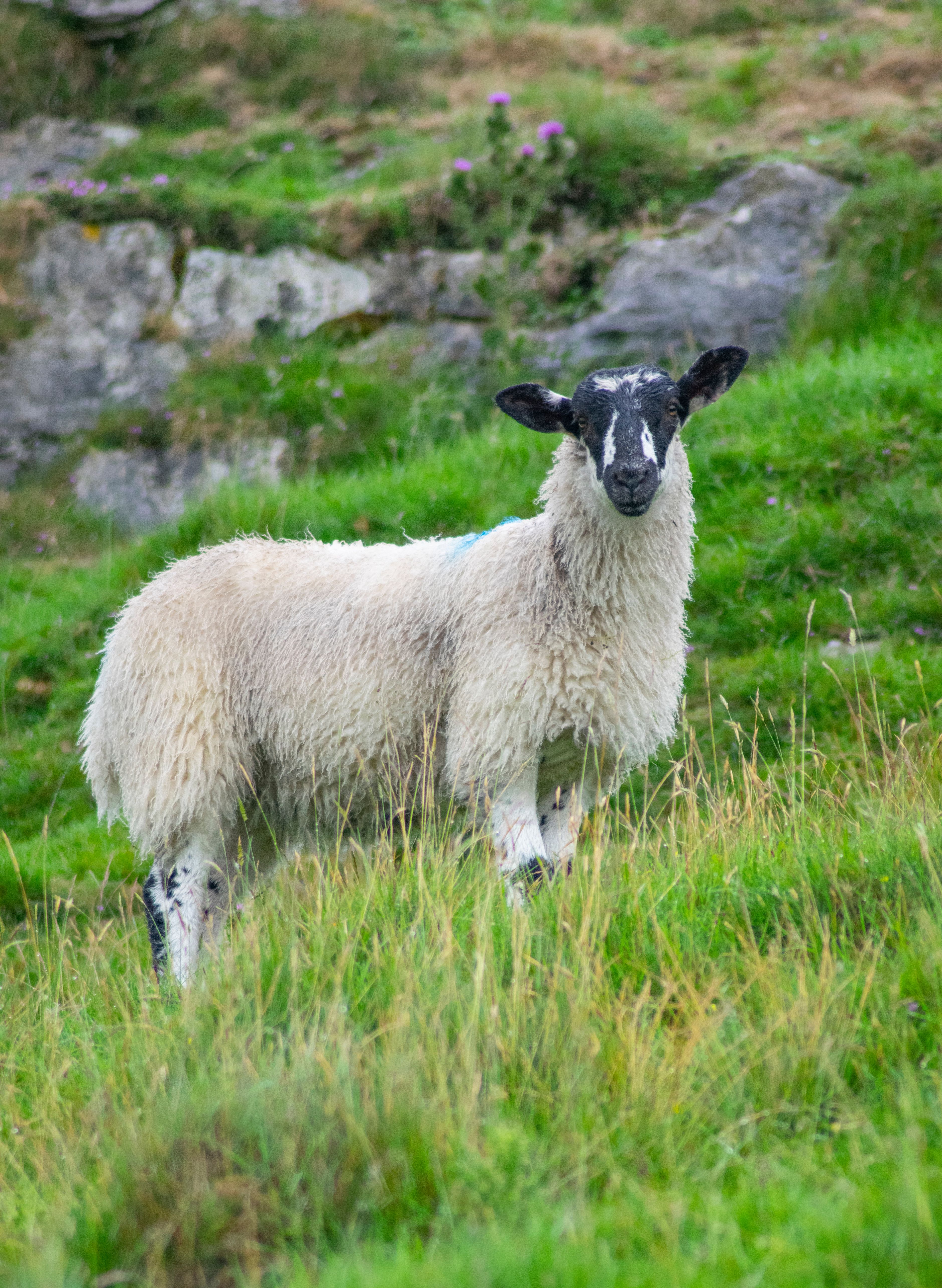 Grazing Sheep in Lush Green Pasture · Free Stock Photo