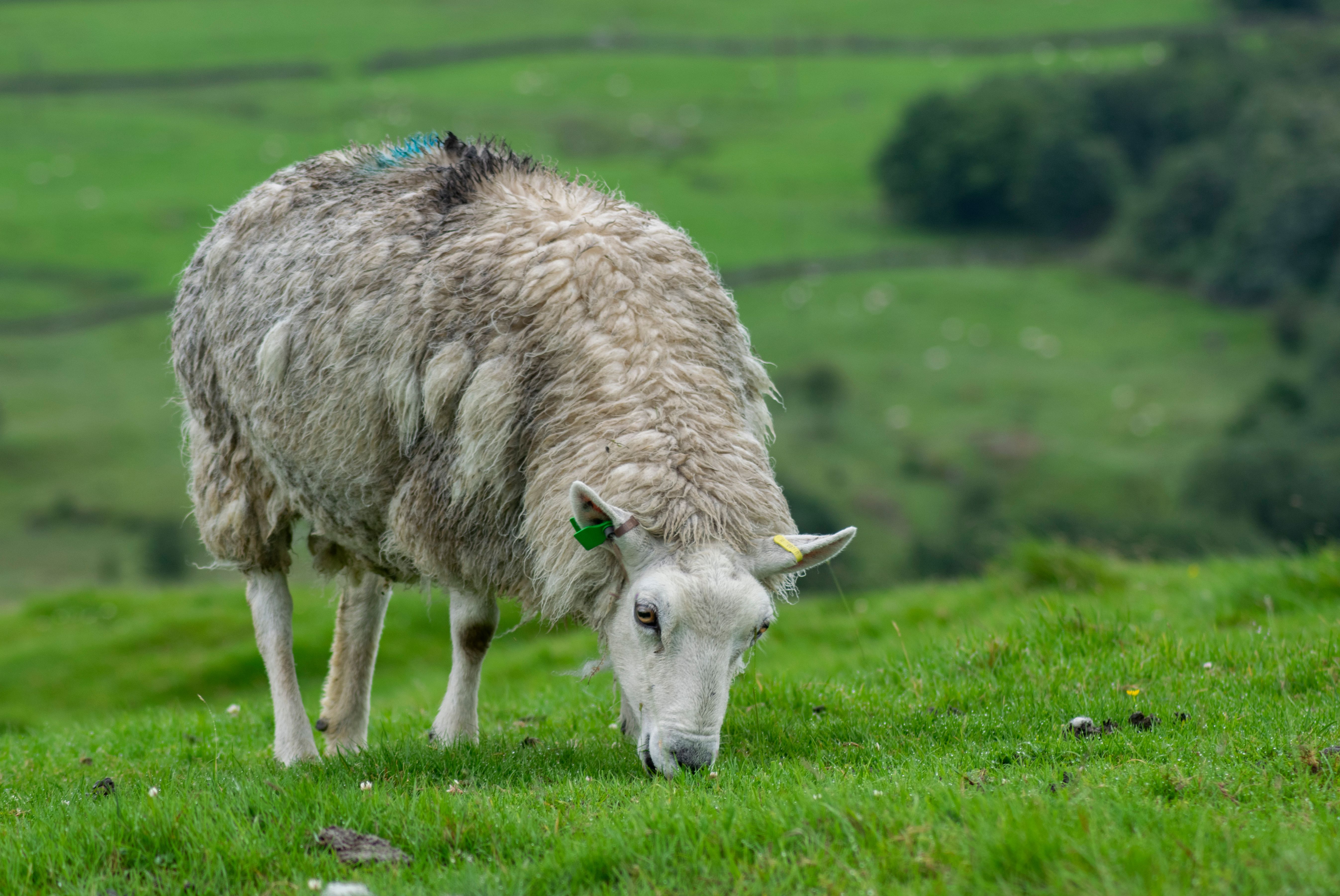 Grazing Sheep in Lush Green Pasture · Free Stock Photo