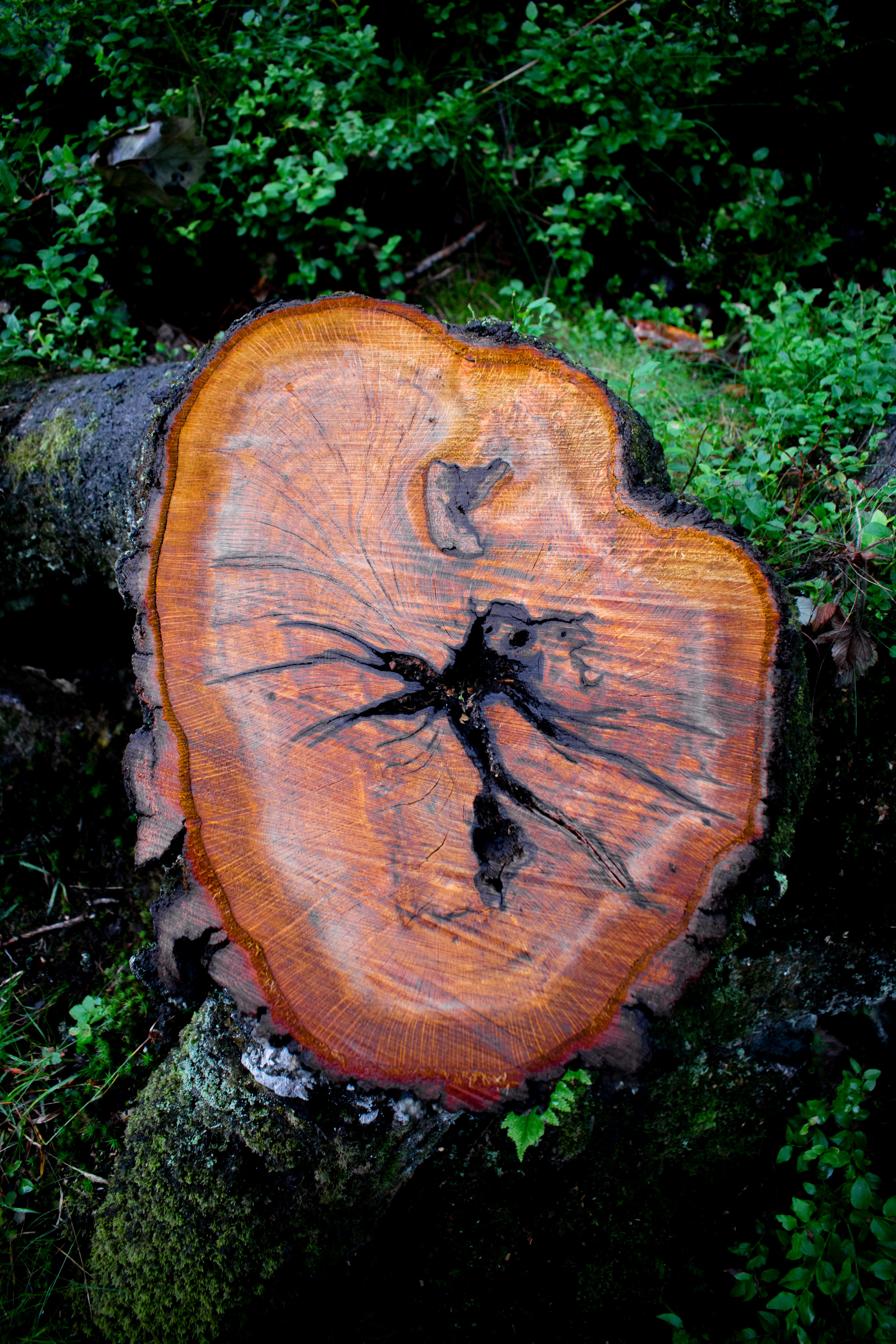 Close-up of Tree Log with Visible Growth Rings · Free Stock Photo
