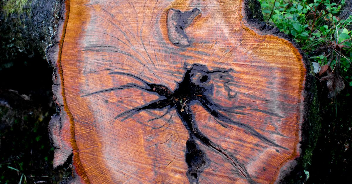 Check Log Tree Close-up of Tree Log with Visible Growth Rings · Free Stock Photo