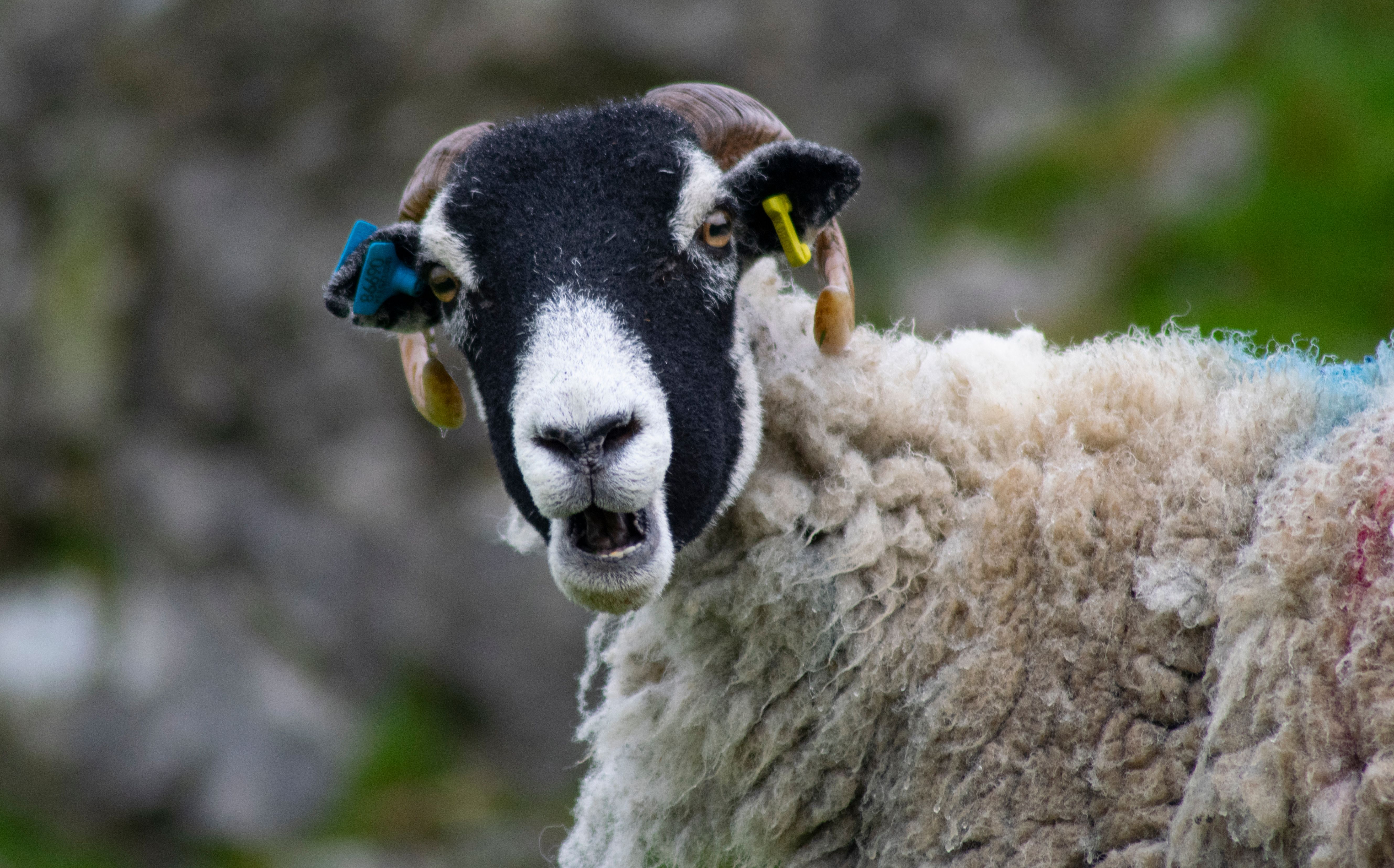 Portrait of a Swaledale Sheep in Nature · Free Stock Photo