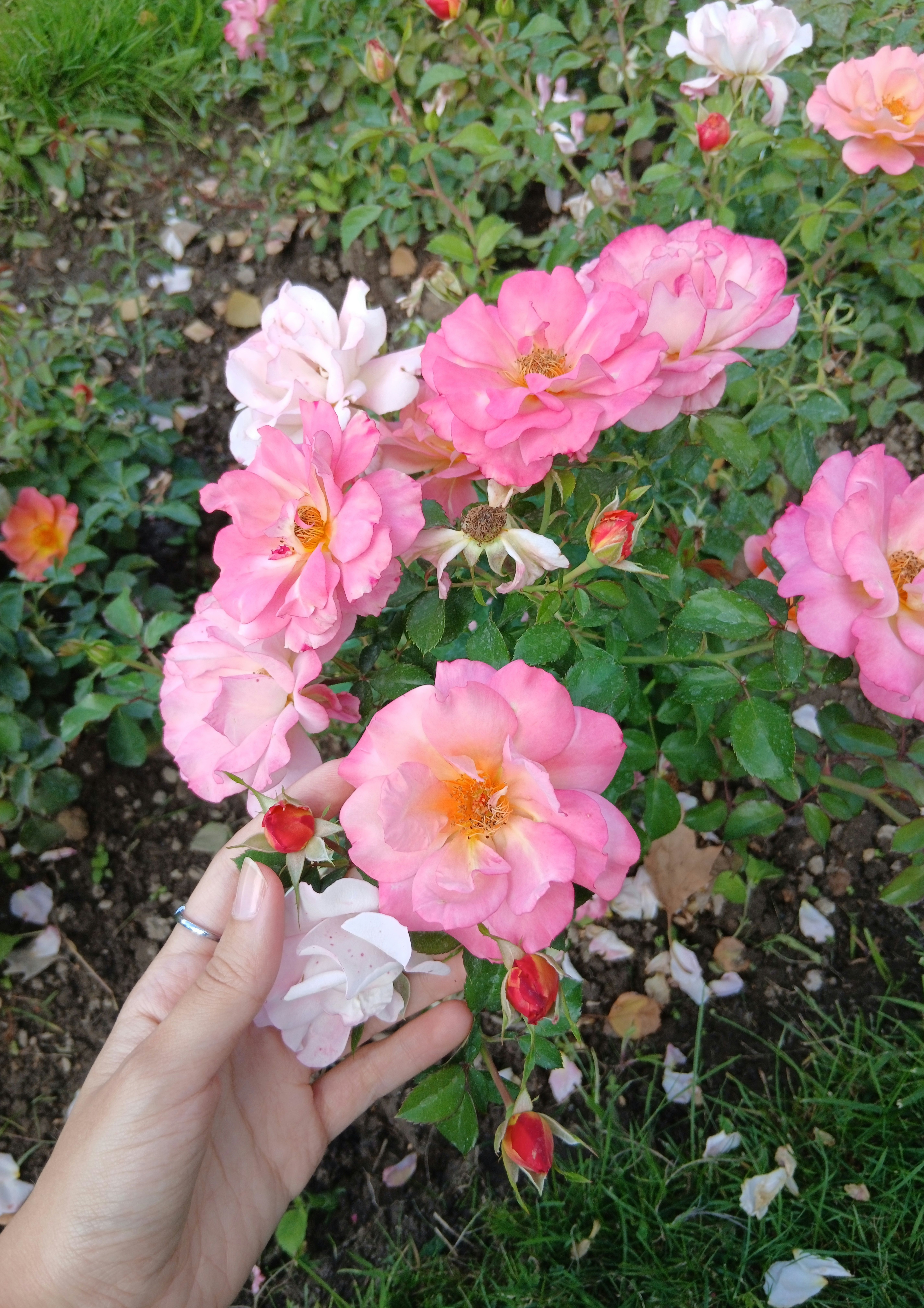 Vibrant Pink Roses in Bloom in Garden · Free Stock Photo