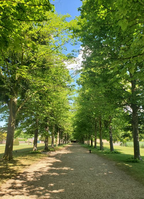 Free Peaceful pathway surrounded by lush trees in a UK park, capturing a tranquil summer day. Stock Photo