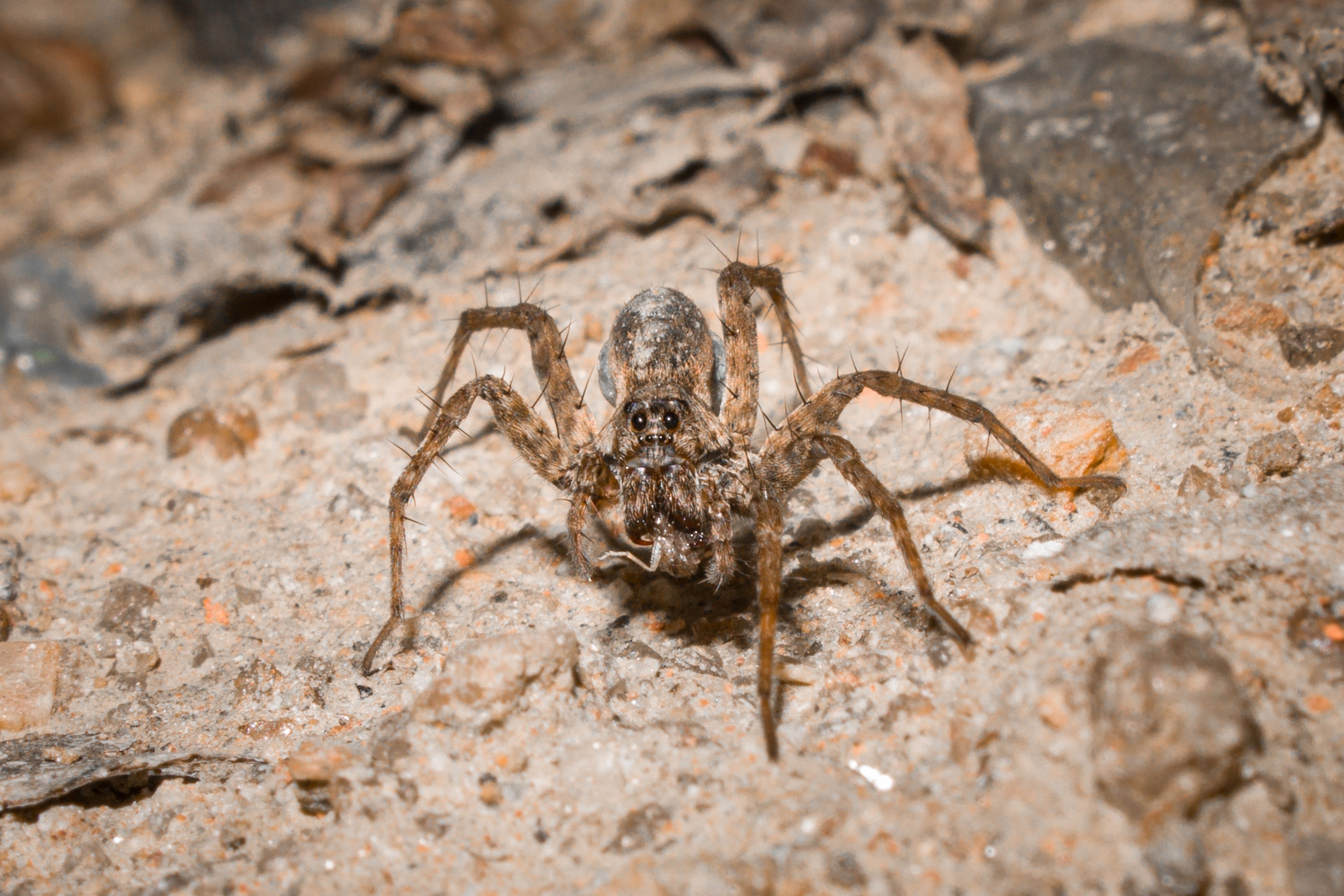 araignées loup france - 1. Qu’est-ce qu’une araignée-loup ?