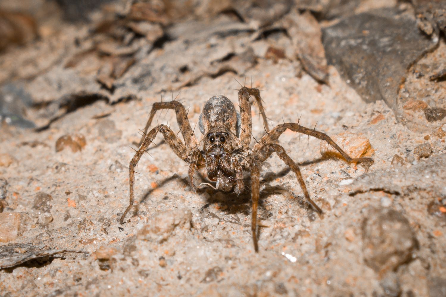 Sand Spider Photos, Download The BEST Free Sand Spider Stock Photos ...