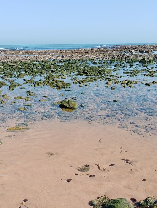 Free A serene view of low tide in Casablanca with exposed rocks and clear blue skies. Stock Photo