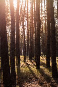 Serene sunlit forest with tall pine trees casting shadows on the grassy floor.