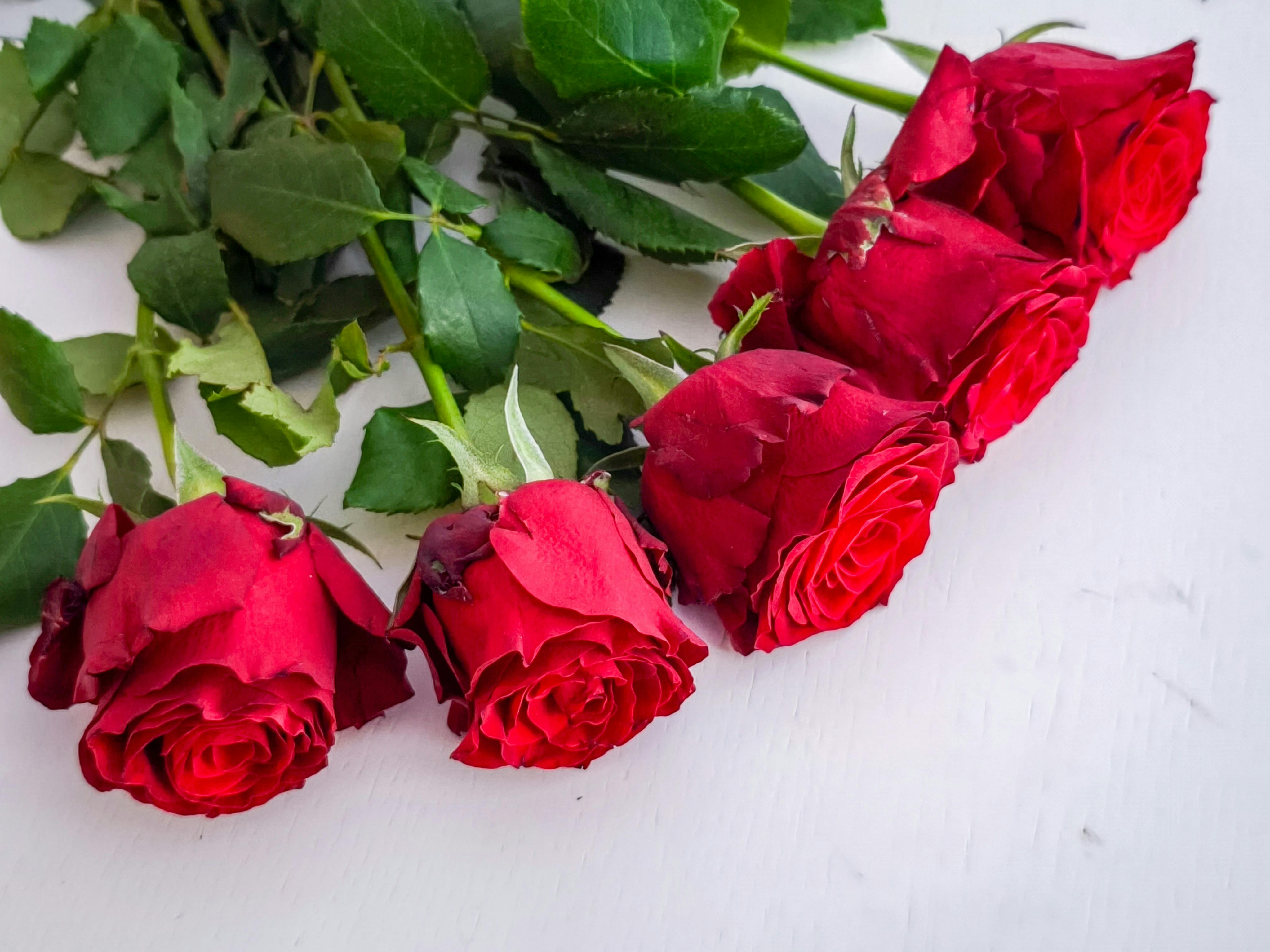 Diseño de Jardines Románticos: Estética, Botánica y Sostenibilidad Integrada