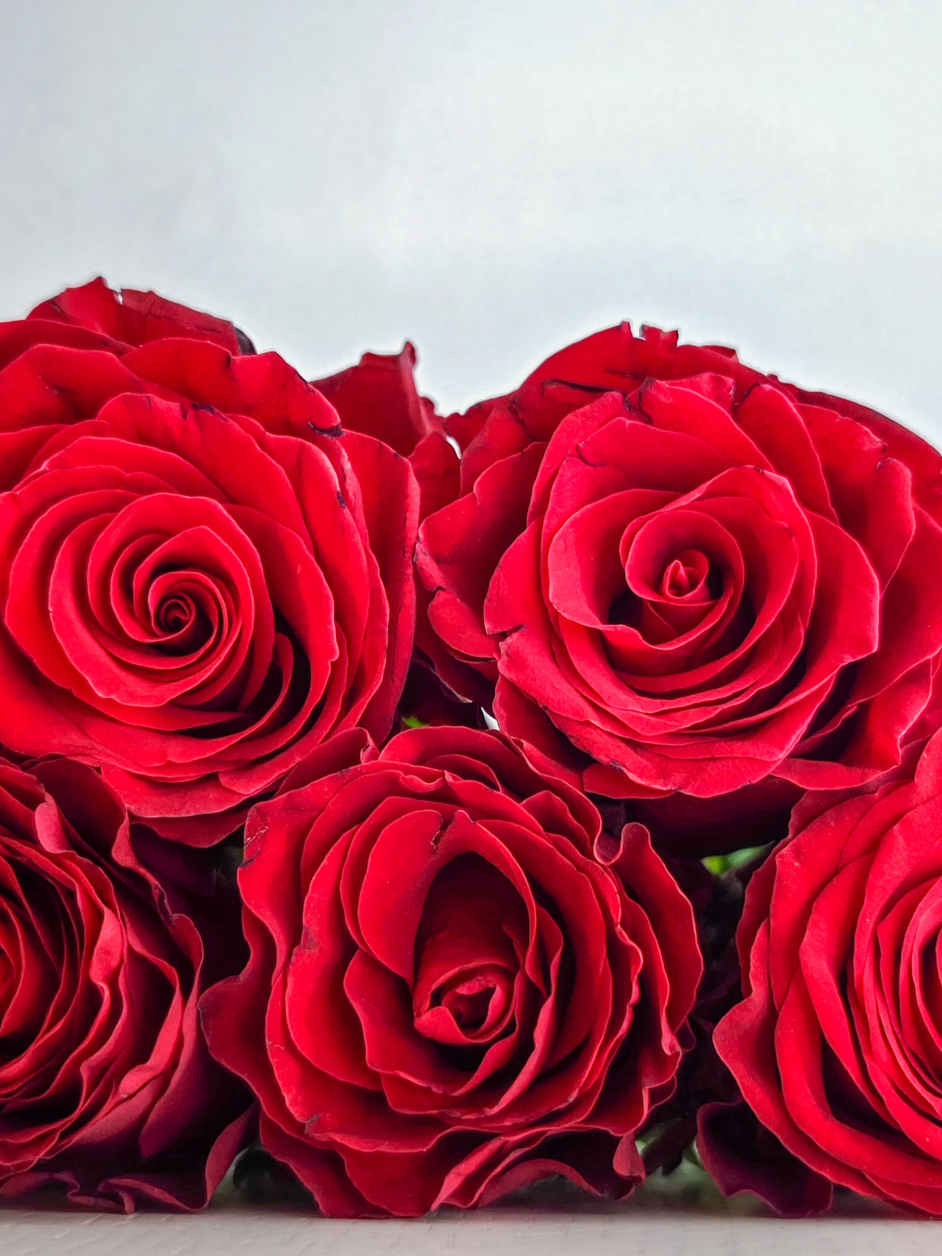 Close-Up Photography of Red Rose · Free Stock Photo