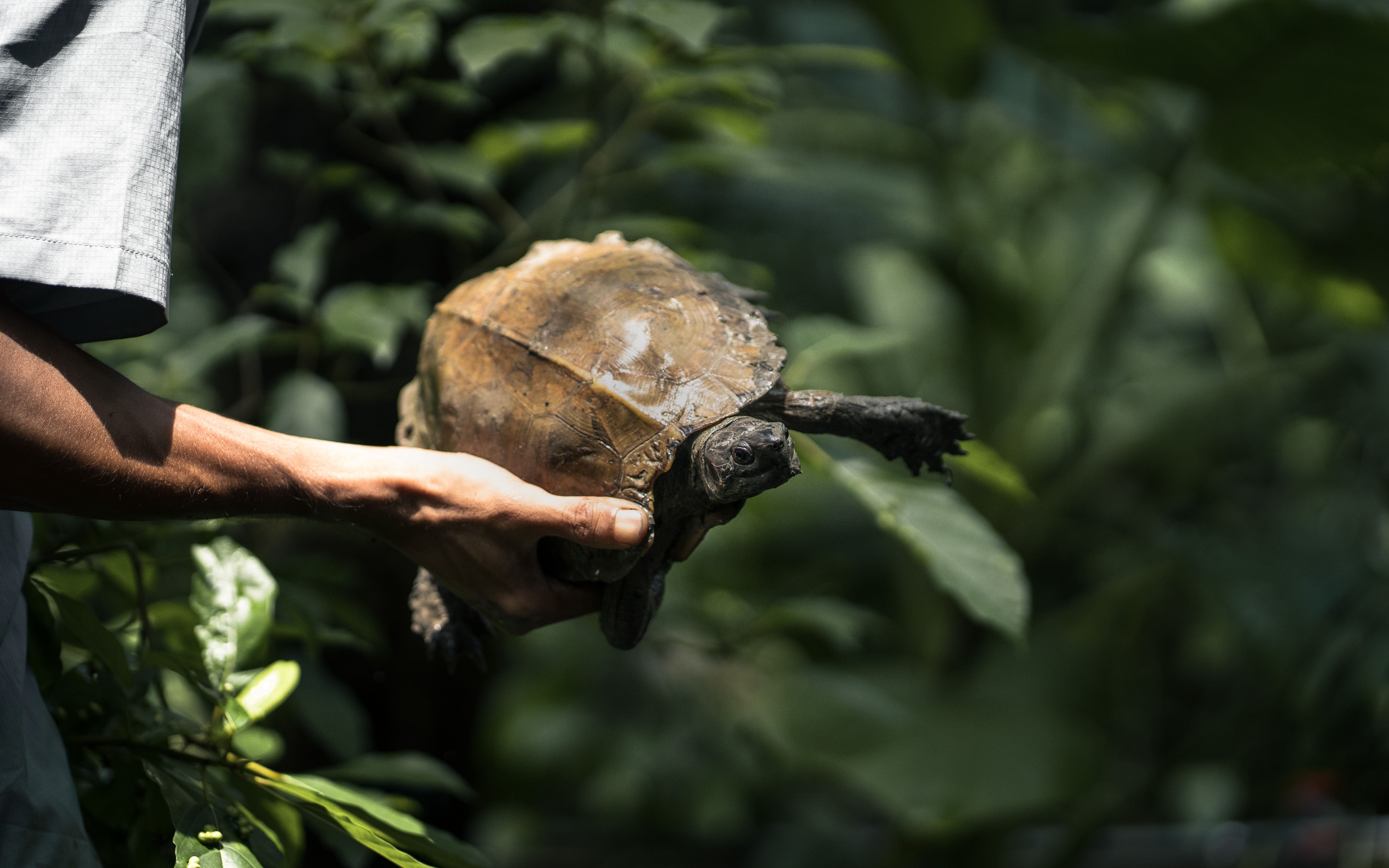 Close-up of a Tortoise Held by Hand in Nature · Free Stock Photo
