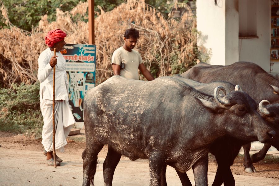 Two farmers walking water buffaloes along a rural road