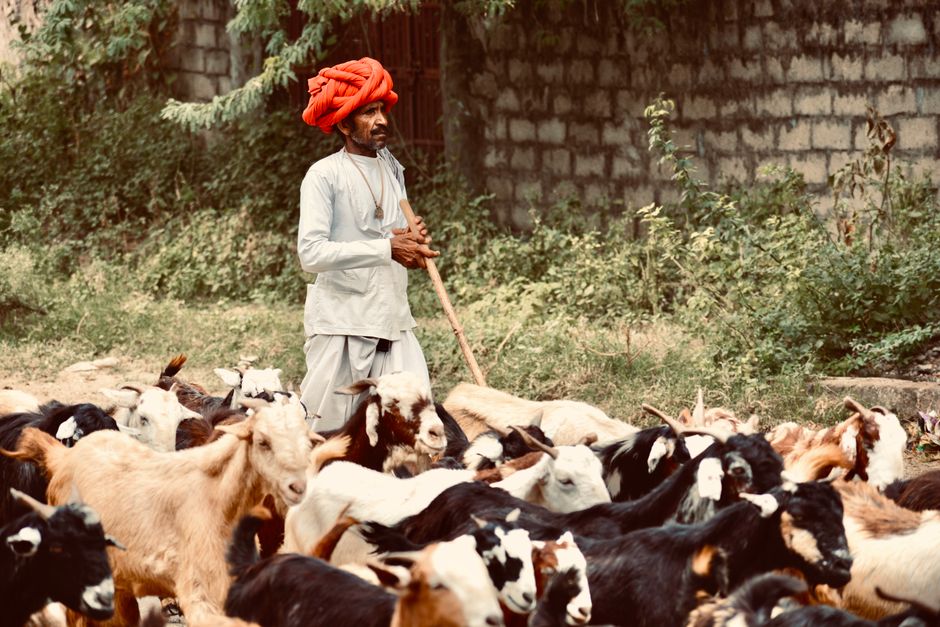 Govt Livestock Insurance Scheme