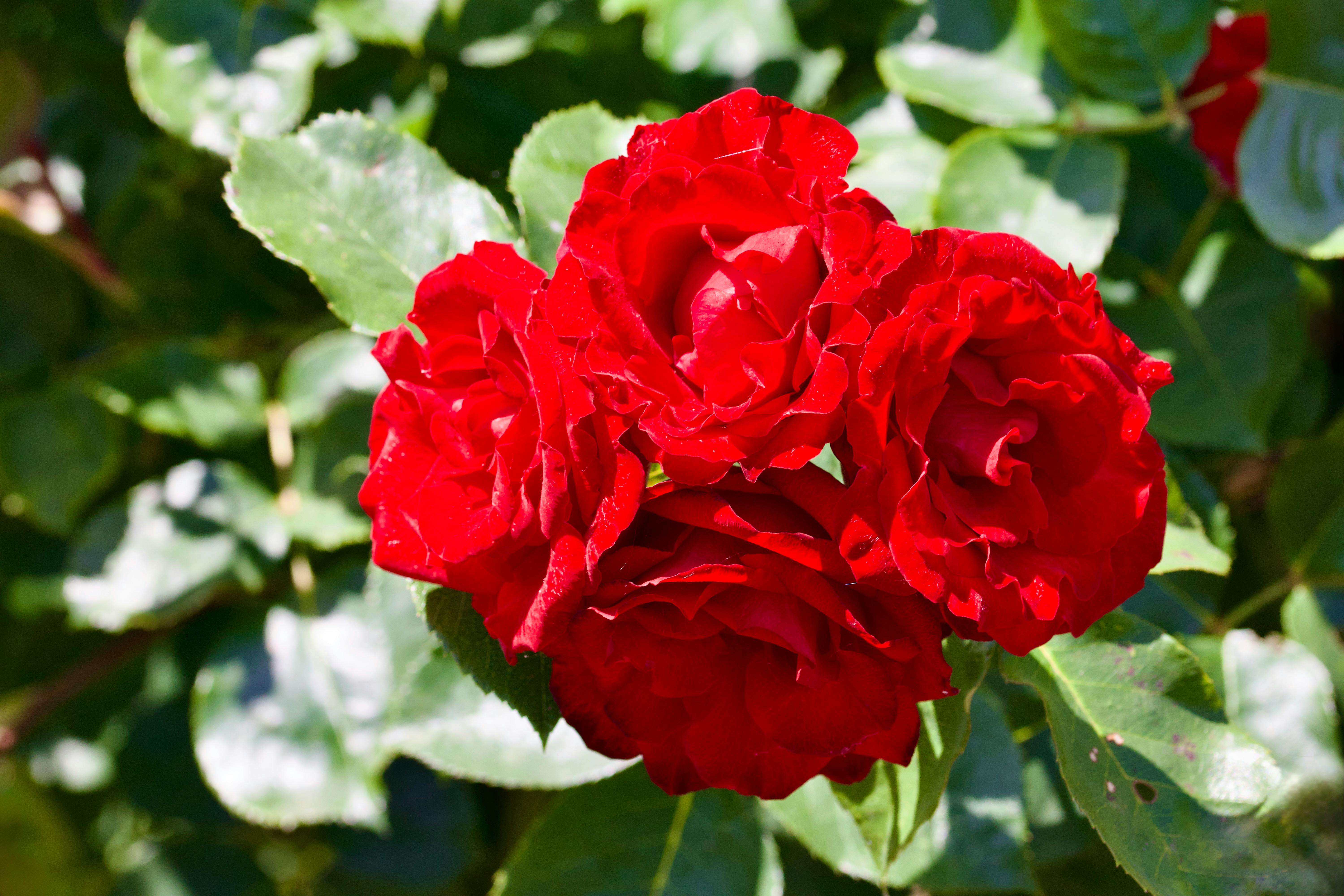 Sensual Fragrance Blends You Must Try for a Romantic Evening