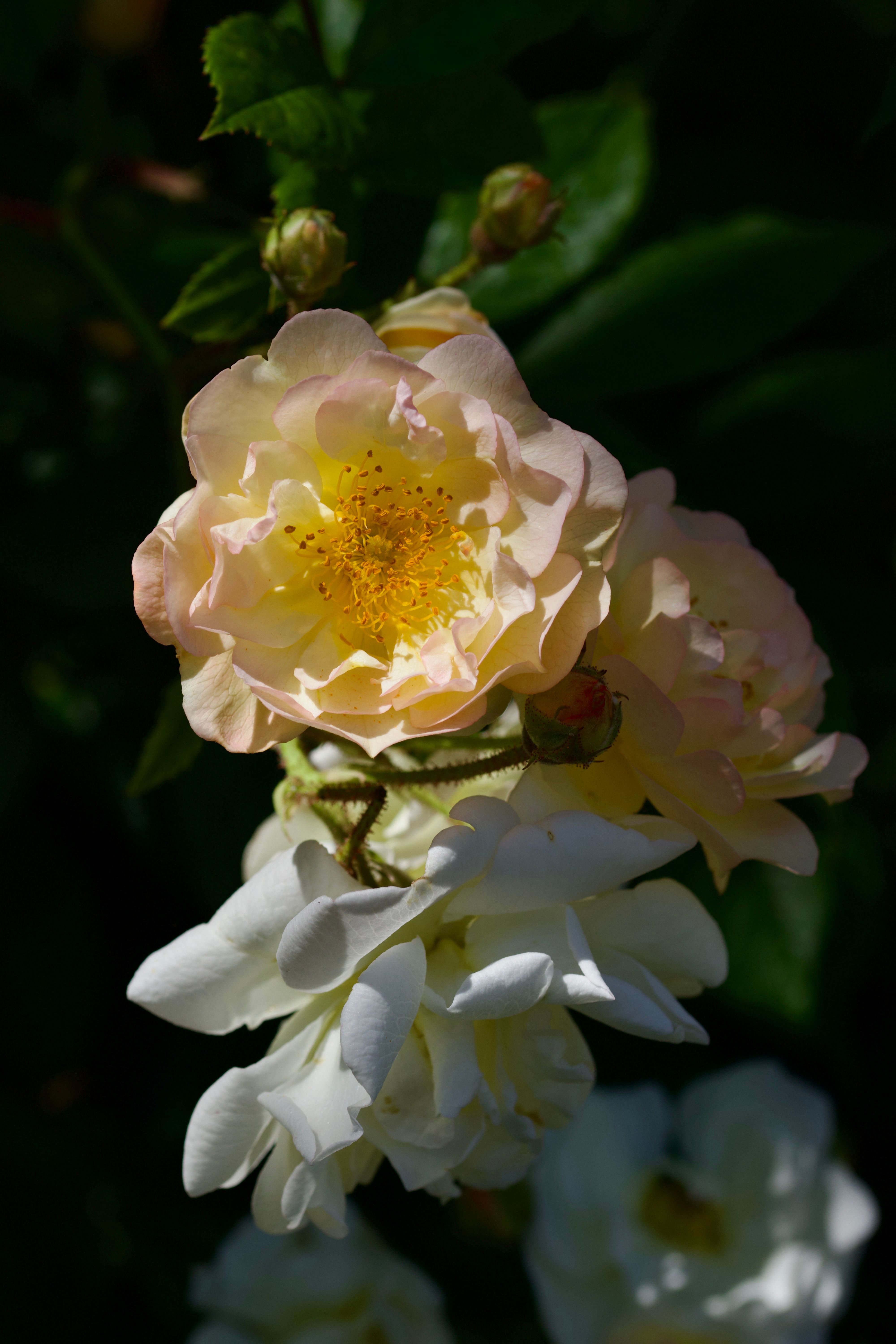 White Flower in Macro Shot · Free Stock Photo