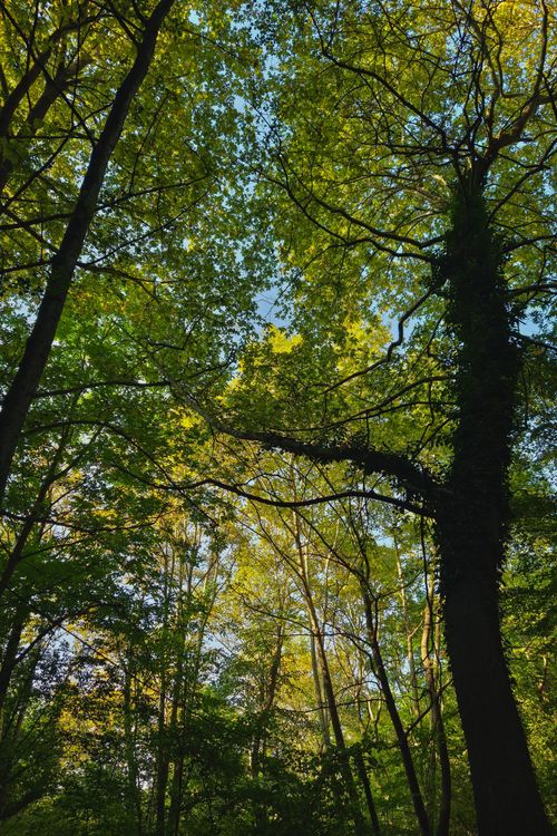 Free Vibrant forest canopy with sunlit leaves in North Macedonia, capturing nature's beauty. Stock Photo