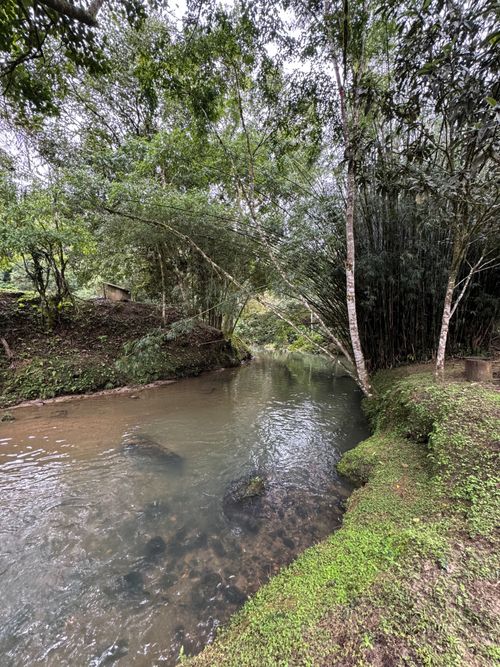 Free Serene forest stream surrounded by dense bamboo trees and lush greenery. Stock Photo