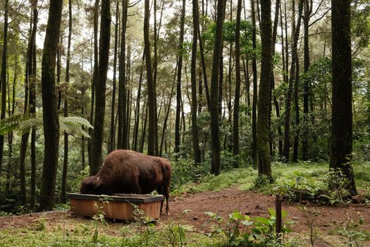 A buffalo feeding in the dense, verdant forest of East Java, Indonesia, showcasing rich biodiversity.