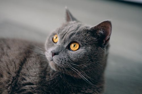 Free Adorable grey British Shorthair cat with striking golden eyes, captured indoors with a soft focus. Stock Photo