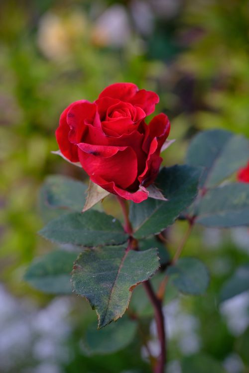Free Close-up of a vibrant red rose in full bloom, capturing nature's beauty and elegance. Stock Photo