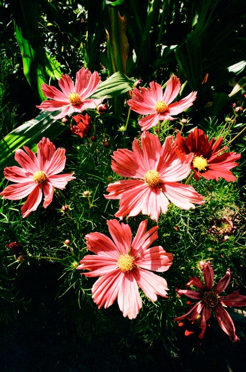 Free Vibrant pink cosmos flowers blooming under sunlight in a lush garden setting. Stock Photo