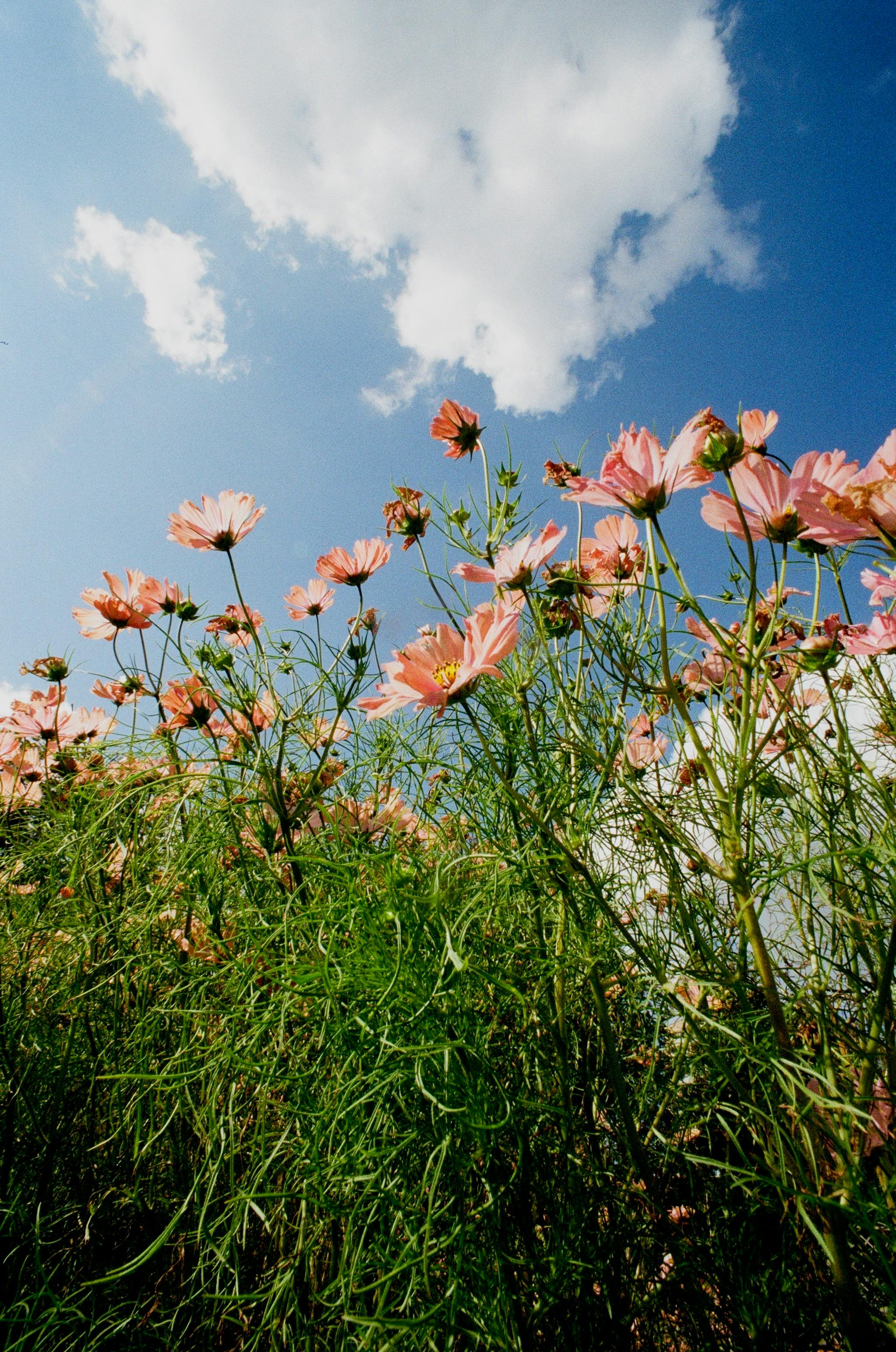 Photography of Flowers Under Clear Sky · Free Stock Photo