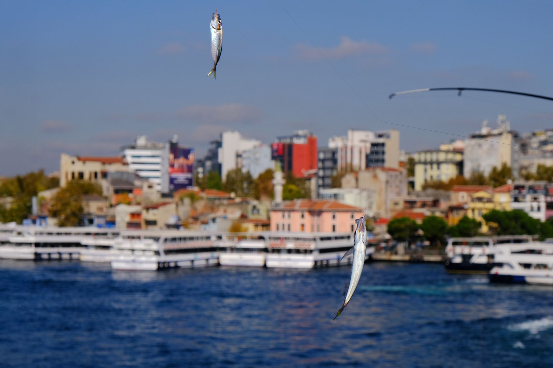 Vibrant fishing scene with caught fish at Galata Bridge, Istanbul in daylight.