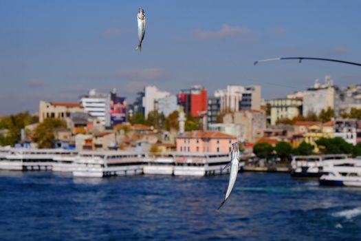 Vibrant fishing scene with caught fish at Galata Bridge, Istanbul in daylight.
