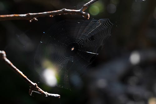 無料 ウェブ, クモ, クモの巣の無料の写真素材 写真素材