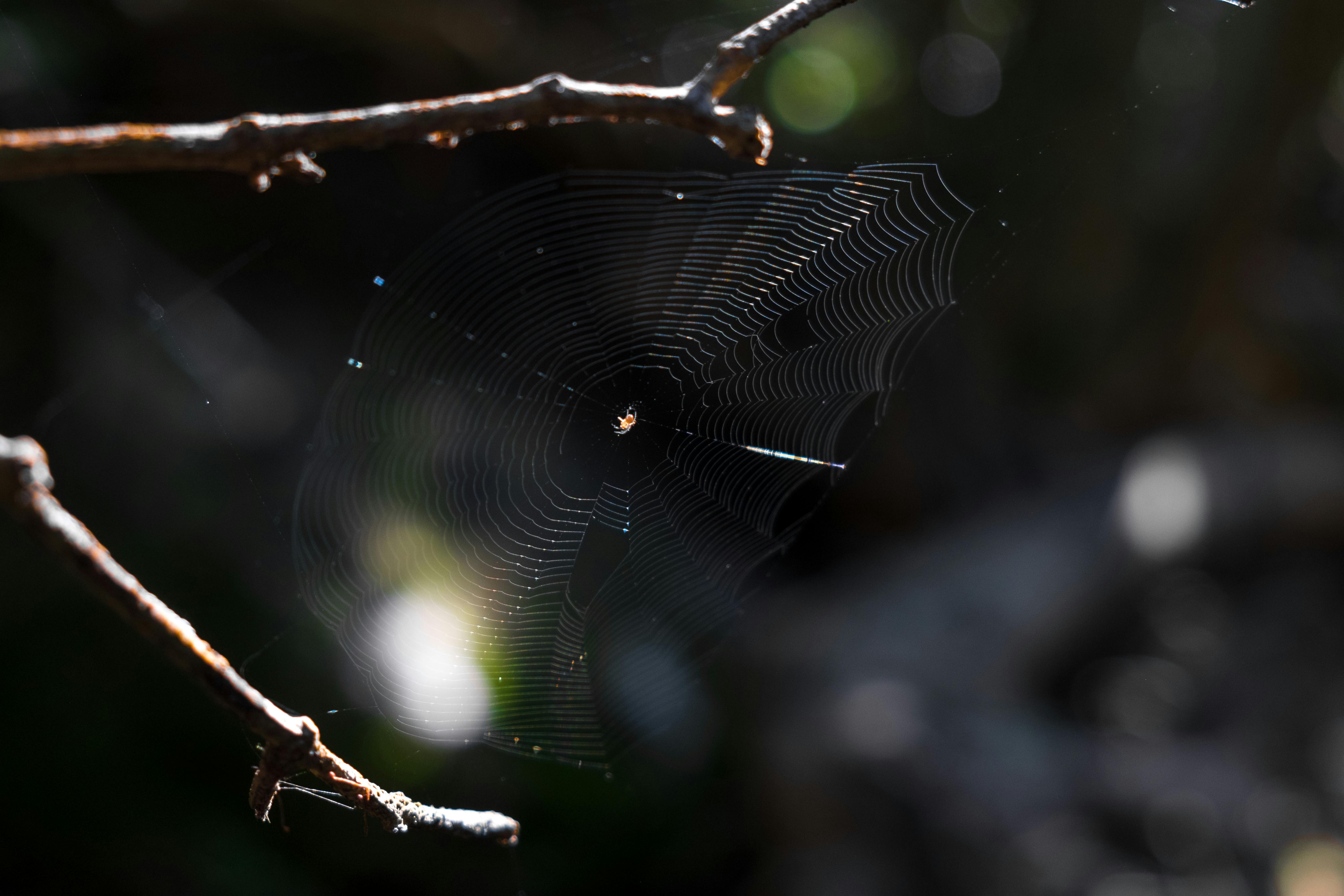 Spider Web · Free Stock Photo