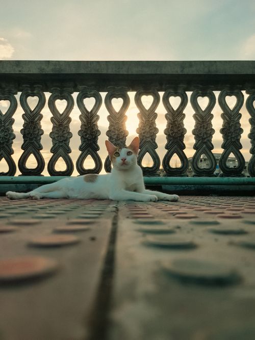 Free A serene white cat lounging on a patterned terrace with a sunset backdrop Stock Photo